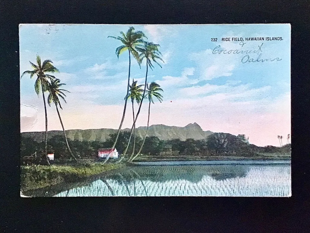 Antique Hawaiian Postcards The Great Hawaiian Bazaar